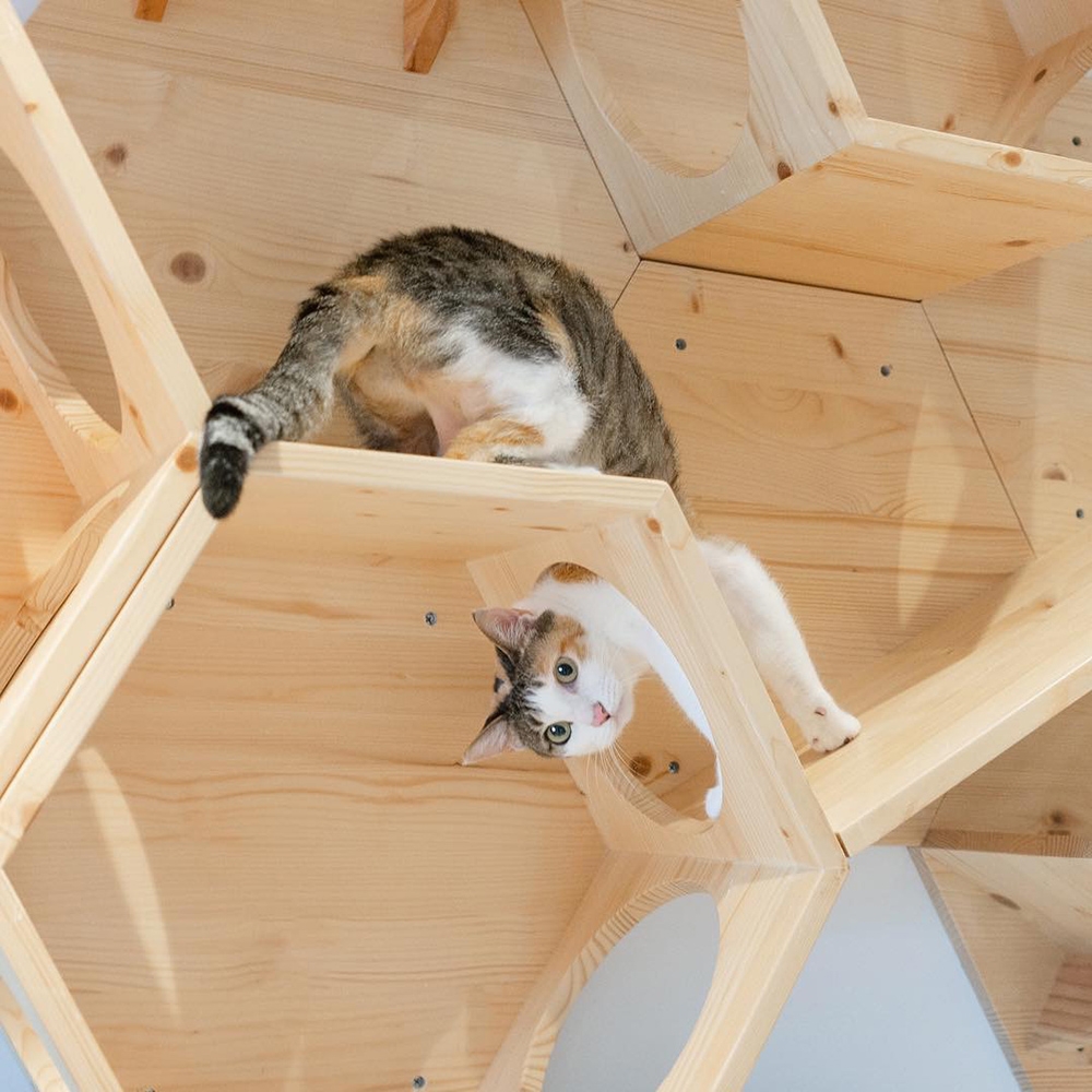 19.7"L x 17.1"H Hexagonal Wall Cat Climbing Shelf 4 Openings Pine Wood
